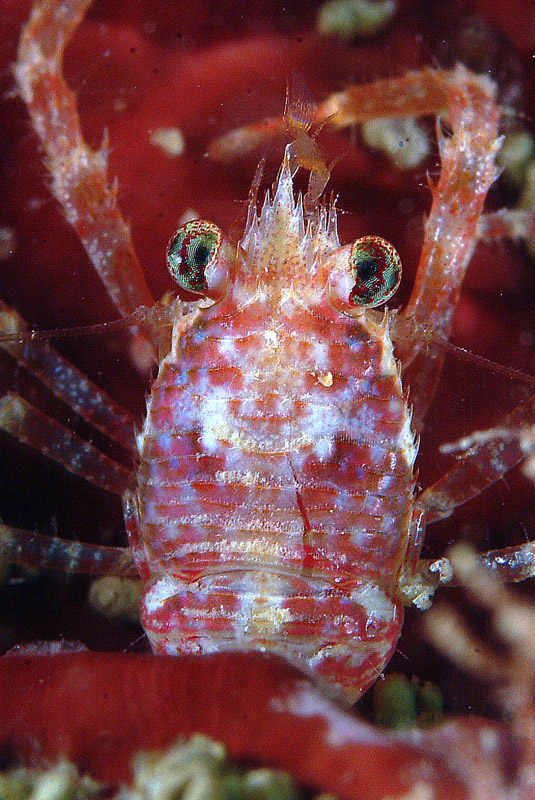 Galathea strigosa